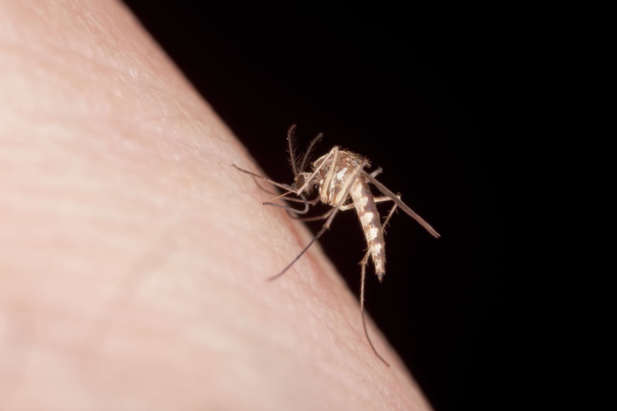 Google seeks approval to release 32 million sterile mosquitoes to combat dengue in California