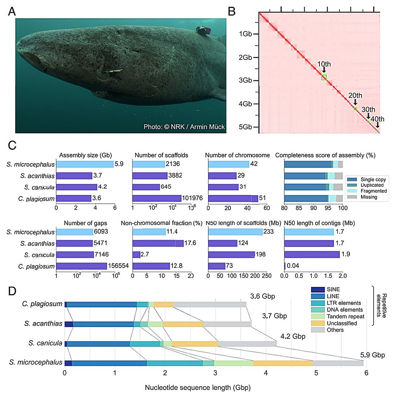 Scientists map Greenland shark genome, uncovering genetic basis for 400-year lifespan