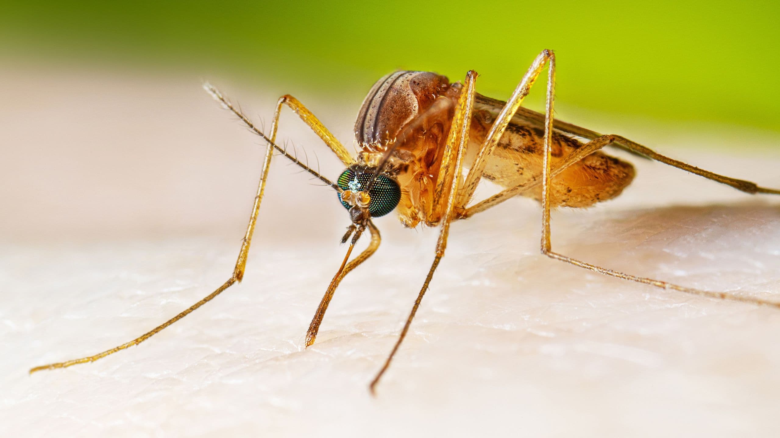Google seeks approval to release Wolbachia-infected mosquitoes across California and Florida to combat West Nile virus