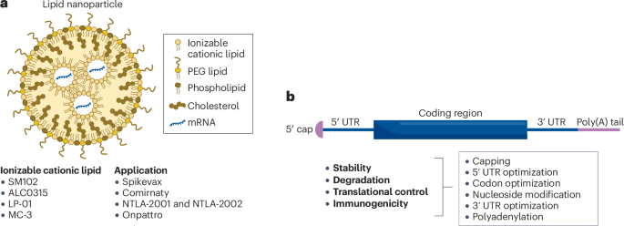 mRNA technology advances beyond vaccines into treatments for rare diseases and cancer