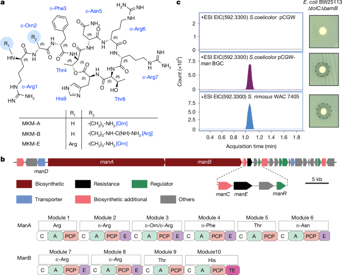 Scientists discover new antibiotic class that attacks drug-resistant bacteria through novel mechanism