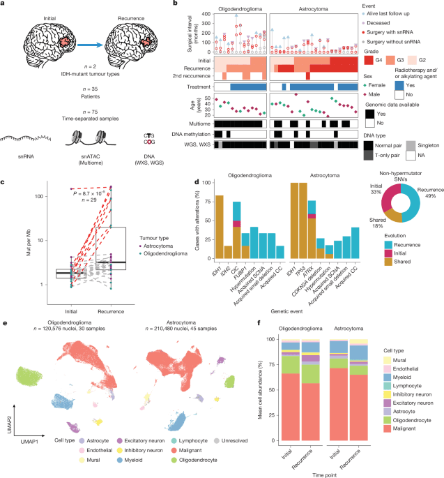 Scientists map genetic changes driving brain tumour progression in landmark glioma study