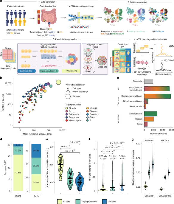 Scientists map genetic variants driving inflammatory bowel disease at cellular level