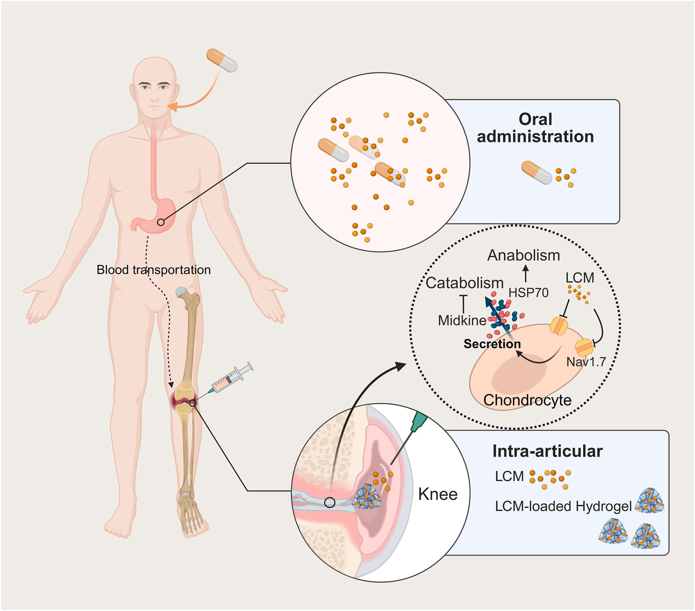 Injectable hydrogel shows dual promise for osteoarthritis pain relief and cartilage repair
