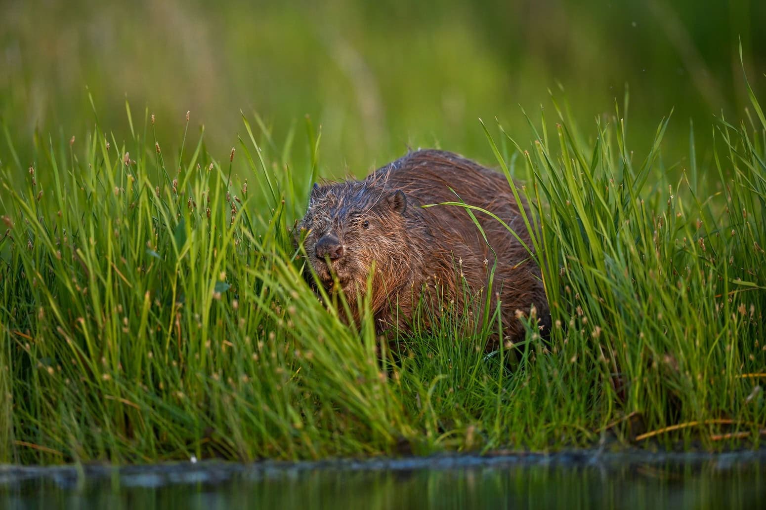 Beavers eliminate flooding costs for west London council