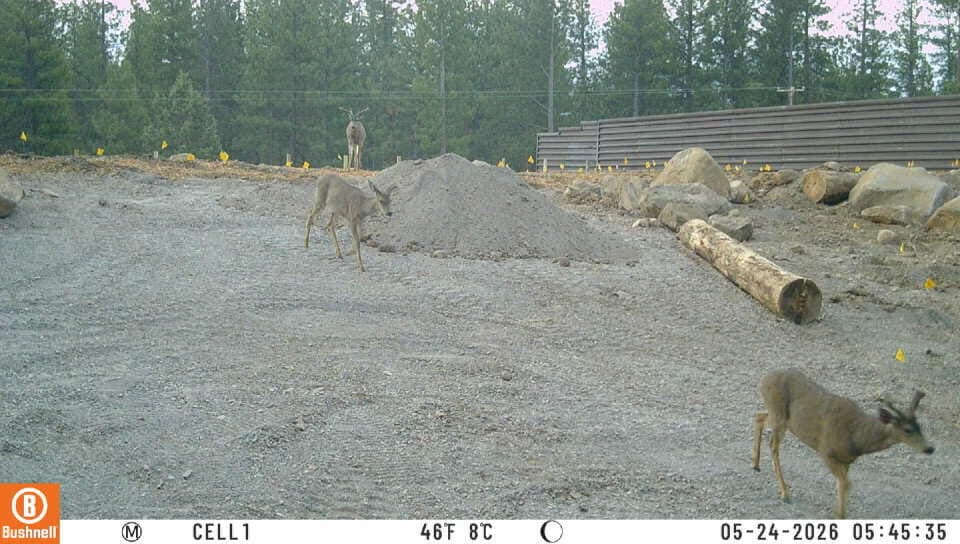 Mule deer use new California wildlife bridge for first time